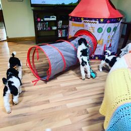 Poodle Puppies from Crystal Creek Standard Poodles