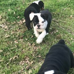 English Bulldog Puppies from TxBully Brigade