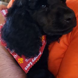 Poodle Puppies from Countryside Standard Poodles