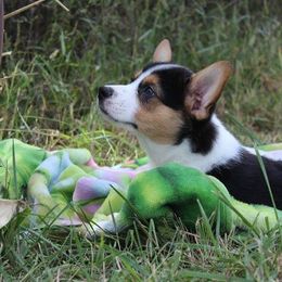 Pembroke Welsh Corgi Puppies from Pembrokes of Walnut Creek