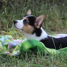 Pembroke Welsh Corgi Puppies from Pembrokes of Walnut Creek