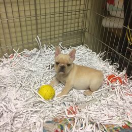 French Bulldog Puppies from Fronteer Frenchies