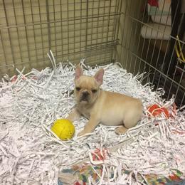 French Bulldog Puppies from Fronteer Frenchies