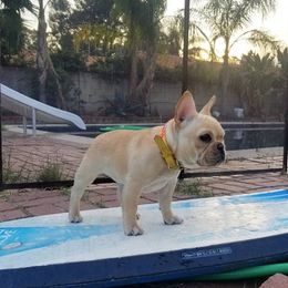 French Bulldog Puppies from Toley's French Bulldogs