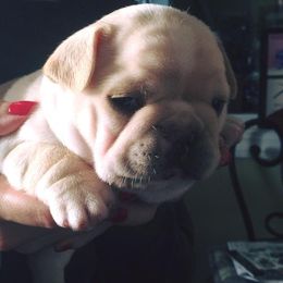 French Bulldog Puppies from Fronteer Frenchies