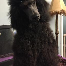 Misha - Poodle