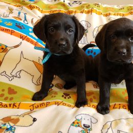 Prairie Rose Retrievers breeder of Labrador Retriever