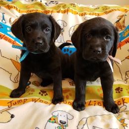 Prairie Rose Retrievers breeder of Labrador Retriever