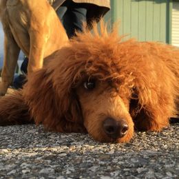 Clancy - Miniature Poodle