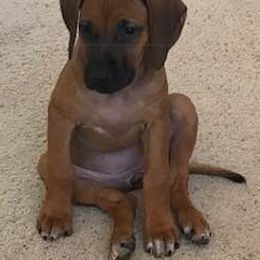 Rhodesian Ridgeback Puppies from Whirlaway Rhodesian Ridgebacks