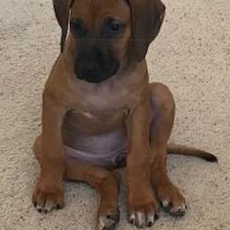 Rhodesian Ridgeback Puppies from Whirlaway Rhodesian Ridgebacks