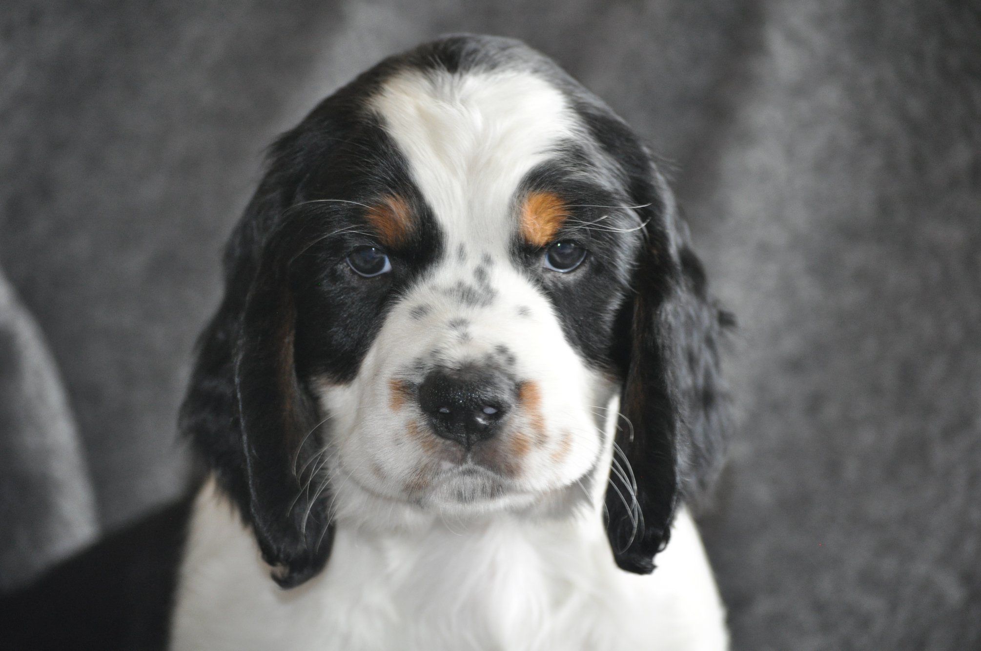 Rocky mountain 2024 springer spaniels