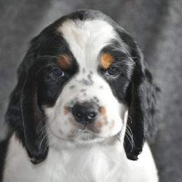 English Springer Spaniel Puppies from Rocky Mountain Springer Spaniels