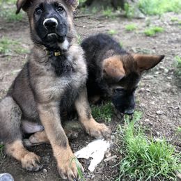 German Shepherd Puppies from Stacey’s German Shepherds