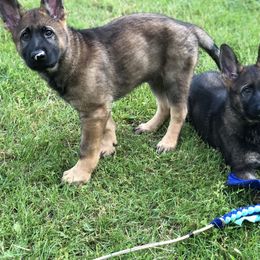 German Shepherd Puppies from Stacey’s German Shepherds