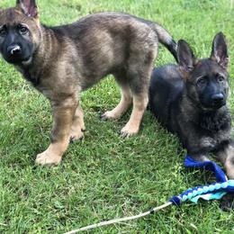 German Shepherd Puppies from Stacey’s German Shepherds