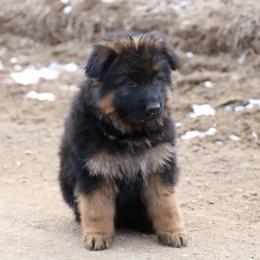 German Shepherd Puppies from Lost Creek German Shepherds LLC