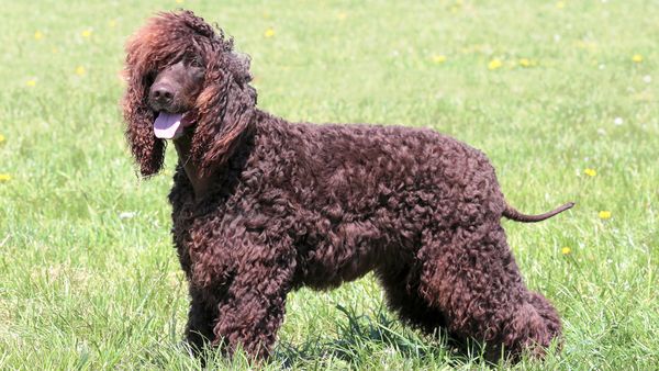 Find Irish Water Spaniel puppies for sale