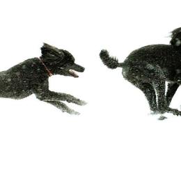Poodle All Grown Up from Starfleet Poodles