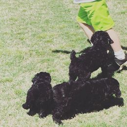 Poodle Puppies from Southern Standards Standard Poodles