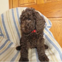 Australian Labradoodle Puppies from Heartland Australian Labradoodles