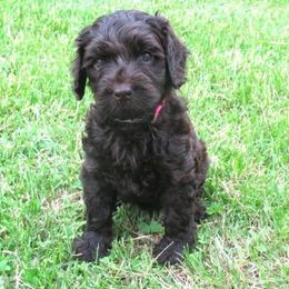 Australian Labradoodle Puppies from Heartland Australian Labradoodles