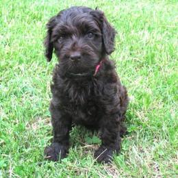 Australian Labradoodle Puppies from Heartland Australian Labradoodles