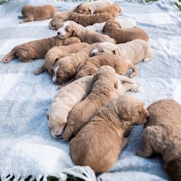 Goldendoodle Puppies from Rolling Oak Doodles