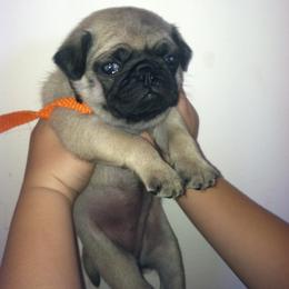 Pug Puppies from Sweetie Pie Pugs