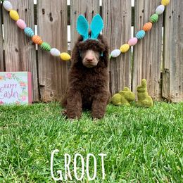 Poodle Puppies from Cosmic Caliber Standard Poodles