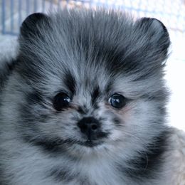 Dee Dee's Pomeranians breeder of Pomeranian