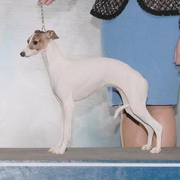 Divinity - Italian Greyhound