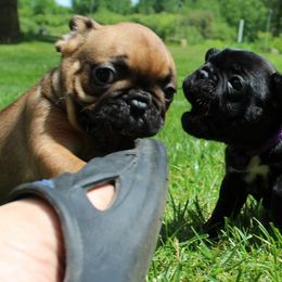 French Bulldog Puppies from PcFrenchies