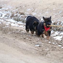 German Shepherd Puppies from Lost Creek German Shepherds LLC