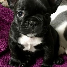 French Bulldog Puppies from Monarchy's Finest French Bulldogs