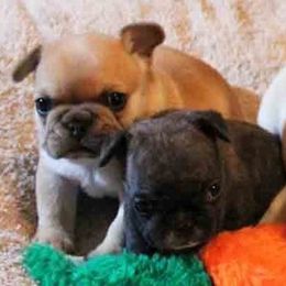 French Bulldog Puppies from Encore French Bulldogs