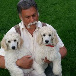 Poodle Puppies from Starfleet Poodles