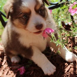 Miniature Australian Shepherd Puppies from Free Spirit Ranch