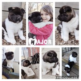 Akita Puppies from BleuMoon Akitas