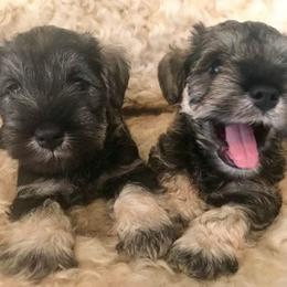Miniature Schnauzer Puppies from Riversong Miniature Schnauzers 