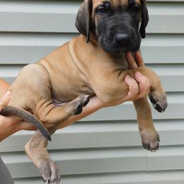 Great Dane Puppies from Country Danes