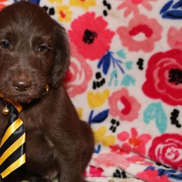 Labradoodle Puppies from Renee Cornish