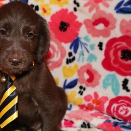 Labradoodle Puppies from Renee Cornish