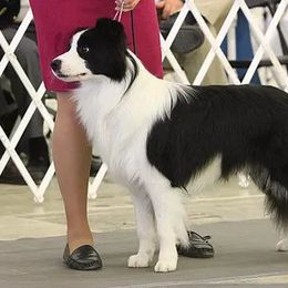 Cave - Border Collie