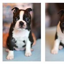 Boston Terrier Puppies from Sunwood Boston Terriers