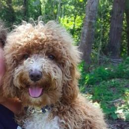 Caroline - Australian Labradoodle