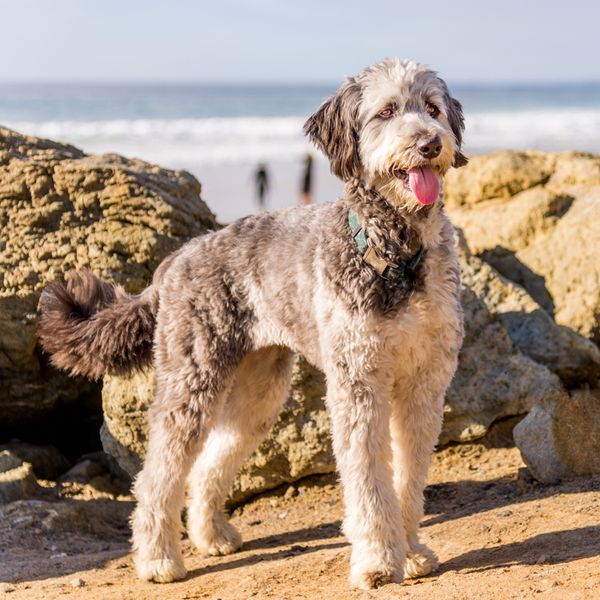 Aussiedoodle