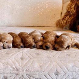 Cavapoo and Goldendoodle Puppies from Destination Doodles