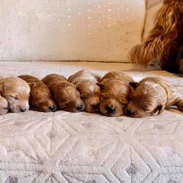 Cavapoo and Goldendoodle Puppies from Destination Doodles