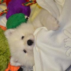 Samoyed Puppies from Silver Fox Samoyeds